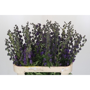 Aconitum Napellus