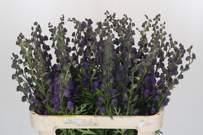 <h4>Aconitum Napellus</h4>