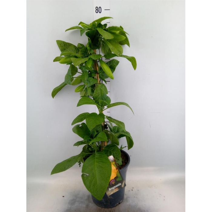 <h4>Brugmansia   ...</h4>