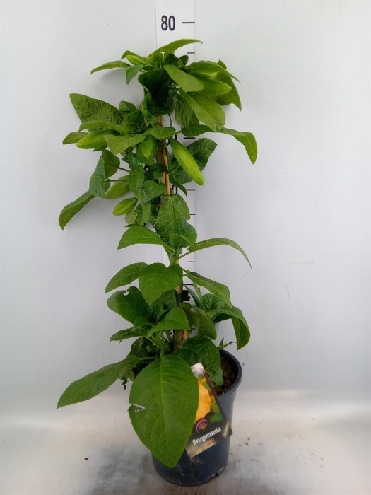 <h4>Brugmansia ...</h4>