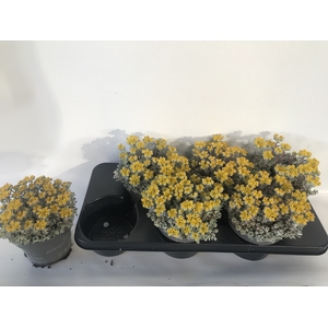 SEDUM SP CAPE BLANCO