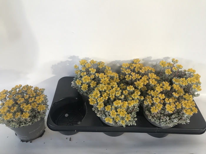 <h4>SEDUM SP CAPE BLANCO</h4>