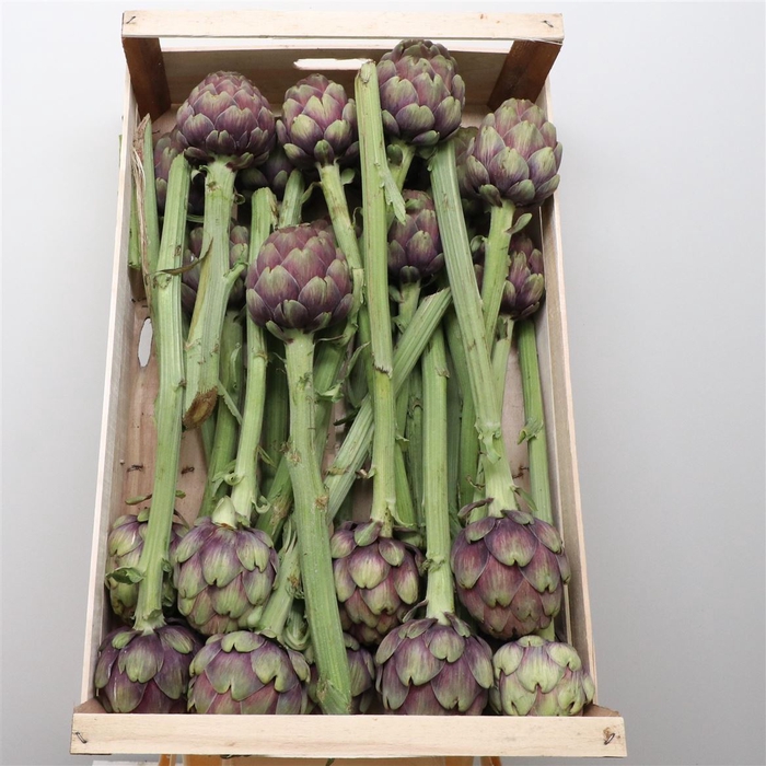 <h4>Cynara Scolym</h4>
