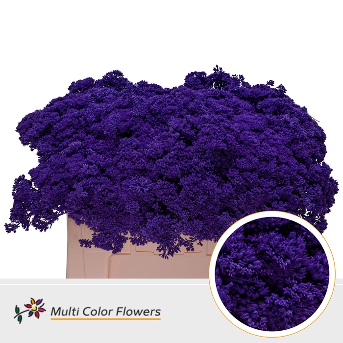 <h4>Sedum Violet donker</h4>