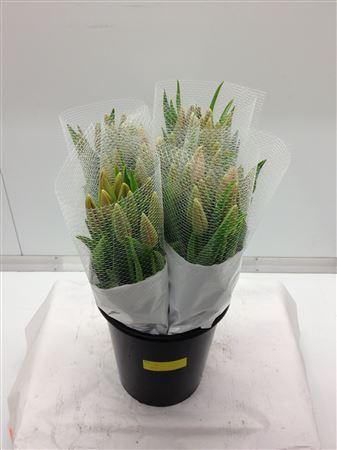 <h4>Tu Fra En Menton</h4>