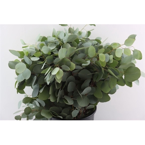 Euca Populus 300gr P Bunch
