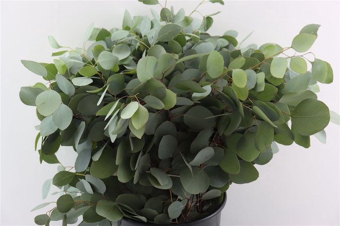 <h4>Euca Populus 300gr P Bunch</h4>