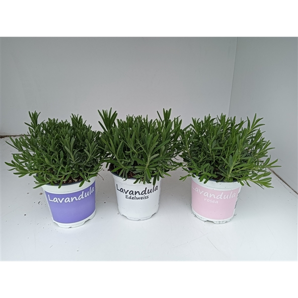 <h4>Lavendel blauw/wit /roze mixkar 1 kleur per laag</h4>