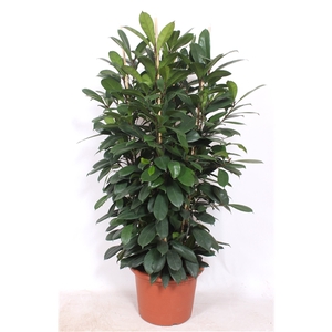 Ficus Cyathistipula 4pp