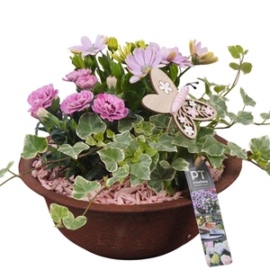 PTPP6842 Arrangement Patio in metalen schaal