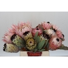 Protea Mix