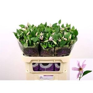 Clematis Amazing Miami