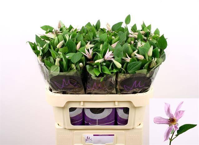 <h4>Clematis Amazing Miami</h4>