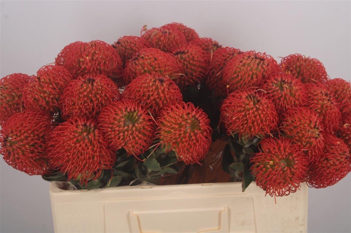 <h4>Leuco Fire Dance</h4>