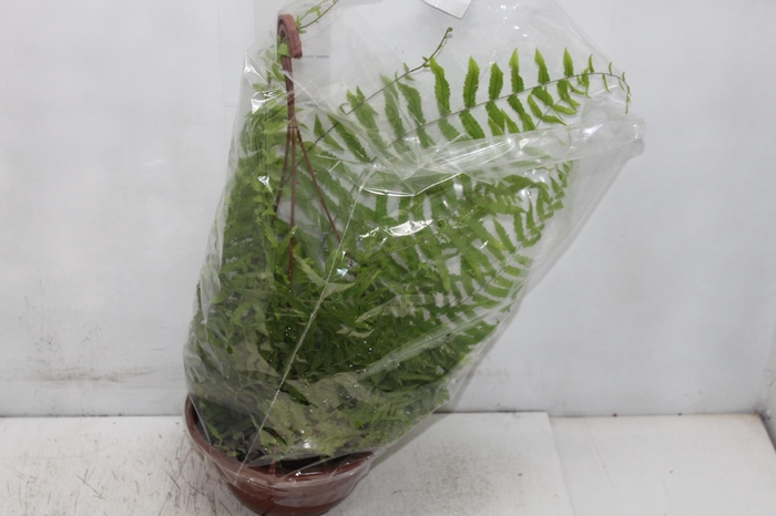 <h4>SAMAMBAIA METRO C21</h4>