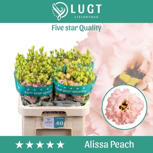 Lisianthus do alissa peach