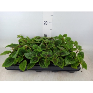 Pilea mollis 'Moon Valley'