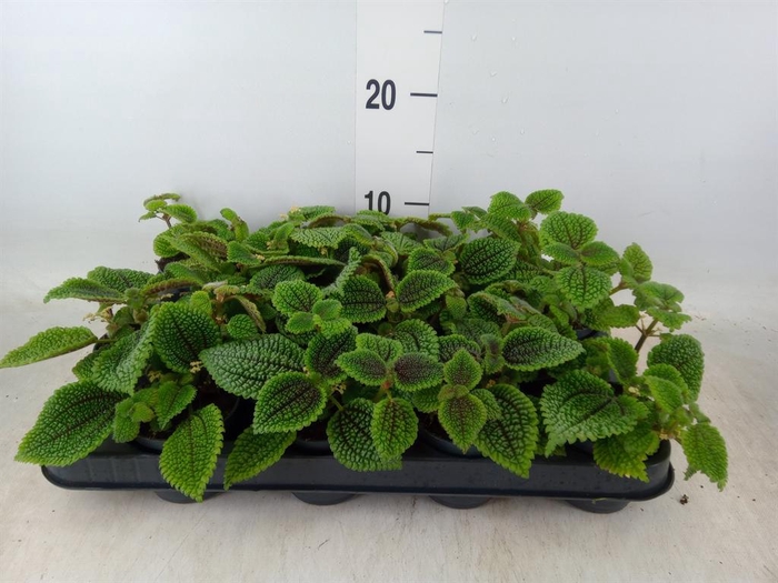 <h4>Pilea mollis 'Moon Valley'</h4>