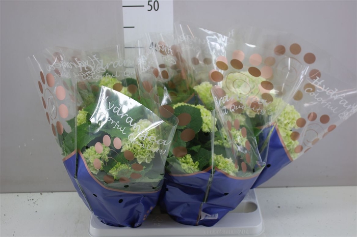 <h4>Hydrangea Crystal Palace 5-6</h4>
