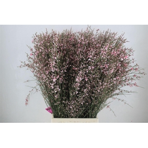Ginster 400gr Pink P Bunch
