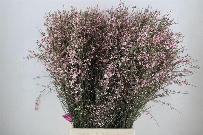<h4>Ginster 400gr Pink P Bunch</h4>