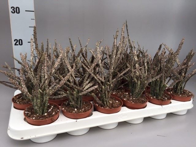 <h4>Euphorbia   ...</h4>