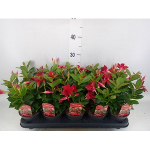 Mandevilla sand. 'Rio Dark Red'