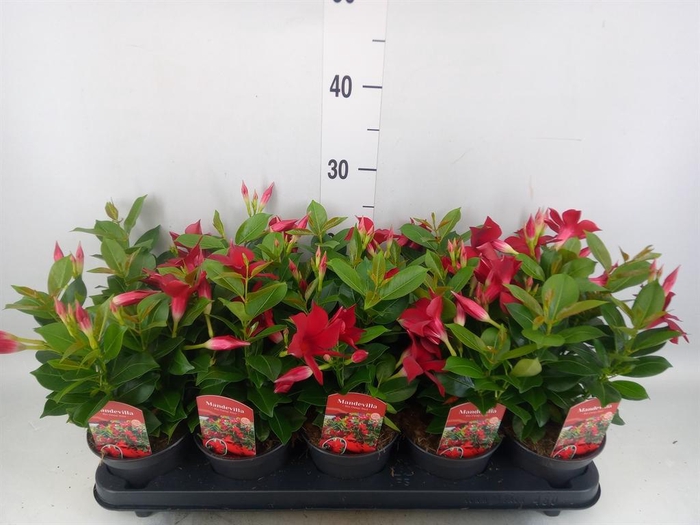 <h4>Mandevilla sand. 'Rio Dark Red'</h4>