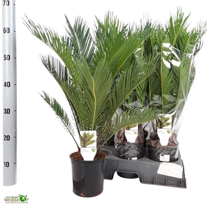 CYCAS REVOLUTA