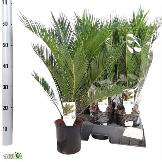 CYCAS REVOLUTA