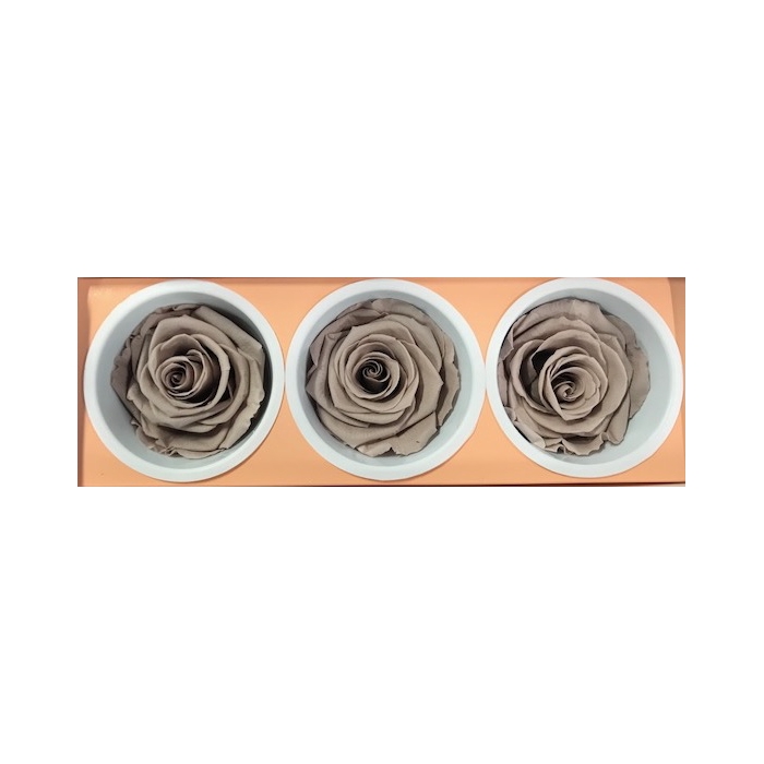 <h4>Rose Monalisa Sand beige</h4>