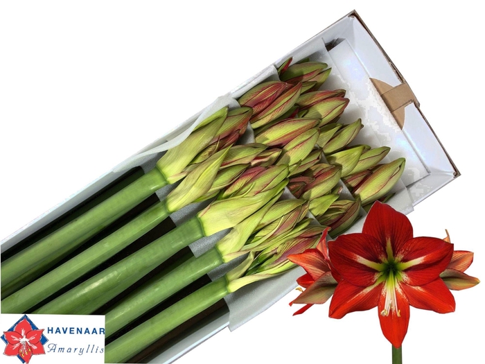 <h4>HIPP GA PASSION</h4>