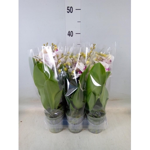 Phalaenopsis multi. 'FC Safe Haven'