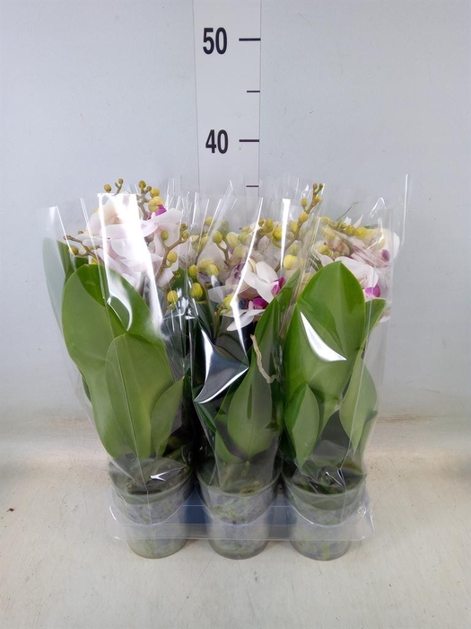 <h4>Phalaenopsis multi. 'FC Safe Haven'</h4>