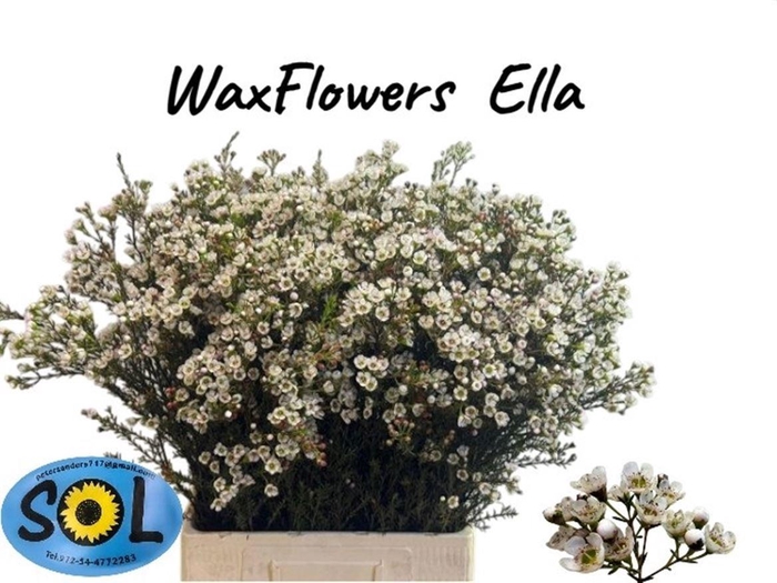 <h4>CHAME UN ELLA</h4>