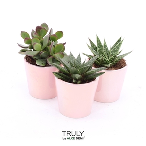 TRULY succulent Pink - pearl shine