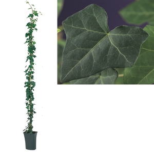 Hedera hibernica +light label