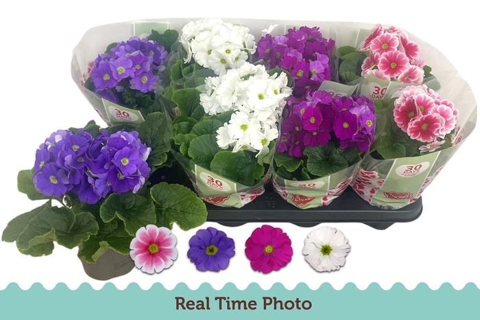 <h4>PRIM OB TM GEM</h4>