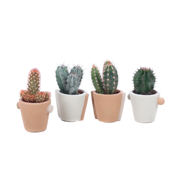 <h4>Cactus mix 5,5 cm in Java sierpot</h4>