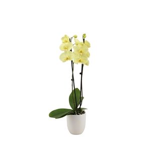 Hugo White Phal I Am Yellow 2T14+