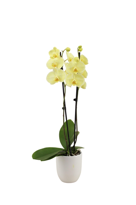 <h4>Hugo White Phal I Am Yellow 2T14+</h4>