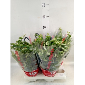 Aeschynanthus  'Twister XL'