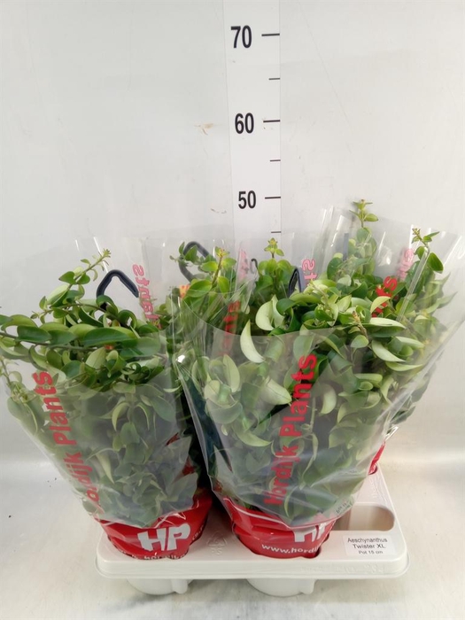 <h4>Aeschynanthus  'Twister XL'</h4>