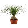 Beaucarnea bol 20 cm