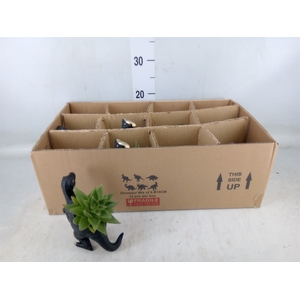 Arr.  Succulents L%