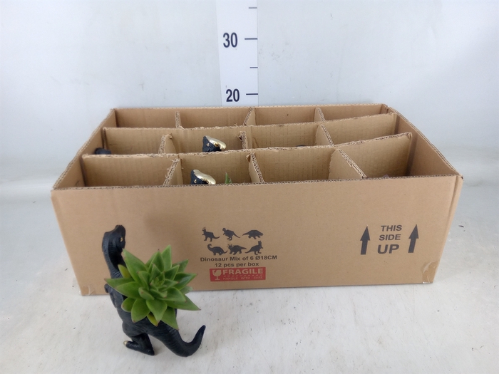 <h4>Arr.  Succulents L%</h4>