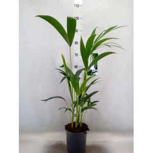 Howea forsteriana
