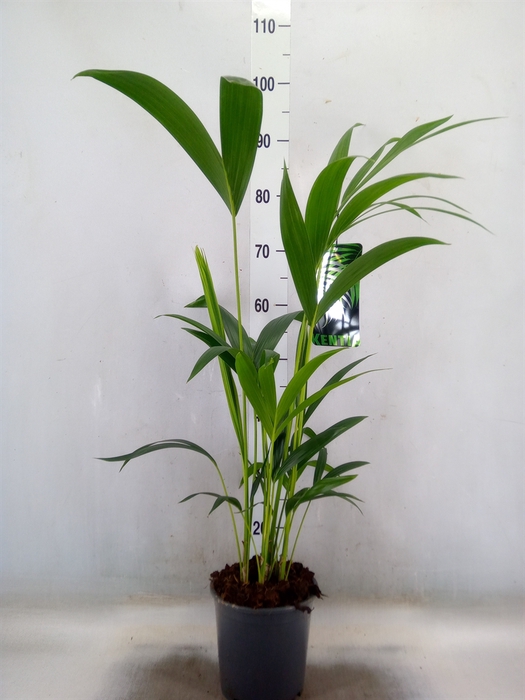 <h4>Howea forsteriana</h4>