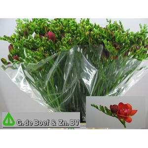 Freesia du Mandarine