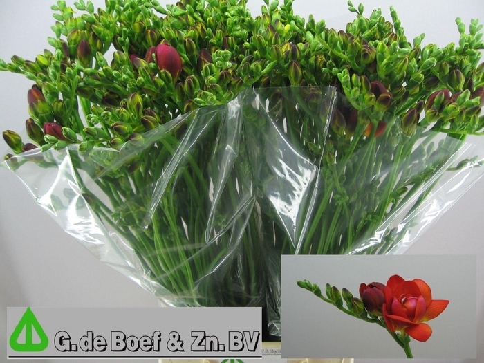 <h4>Freesia du Mandarine</h4>